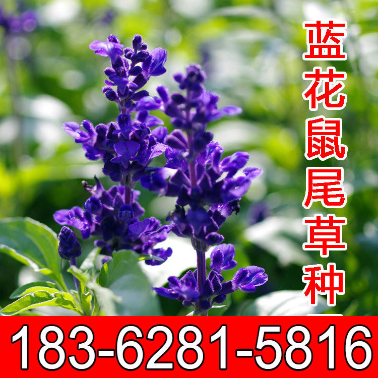 鼠尾草种子多年生宿根花卉种子蓝鄂鼠尾草种子洋苏草景观花海种植