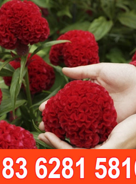 鸡冠花花籽春播白色扇状红黄凤尾庭院室外耐旱易活盆栽鸡冠花种子