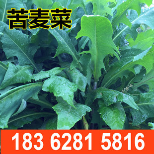 苦荬菜种子 多年生牧草 猪牛羊鸡鸭鹅苦麻菜苦麦菜苦买菜苦卖菜