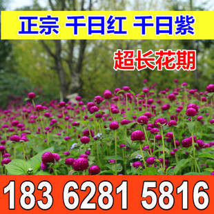 秋季户外绿化千日紫千日红种子耐旱四季花种子庭院易种花籽花草