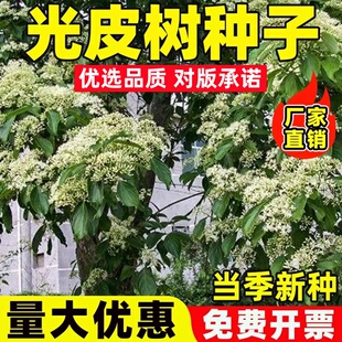 光皮树种子林木种籽多年生庭院车梁木种子凉子木苦檀灯台树种子孑