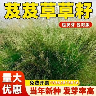 芨芨草种子芨芨草牧草种籽积机草席萁草耐寒旱防风固沙耐盐碱草籽