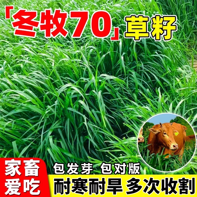 高产冬牧70黑麦草种籽四季常青