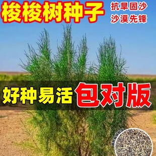 抗旱固沙种子梭梭树种籽毛条种子培育肉苁蓉的好树木沙漠先锋灌木