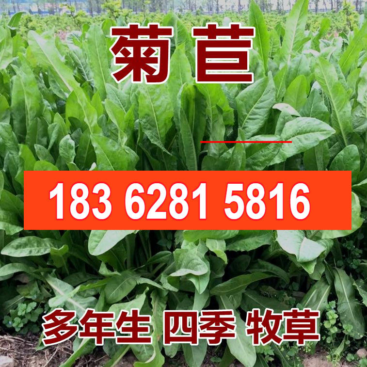 菊苣种籽养殖大叶多年生四季牧草种子羊牛兔鸡鸭鹅猪草种孑鱼再生