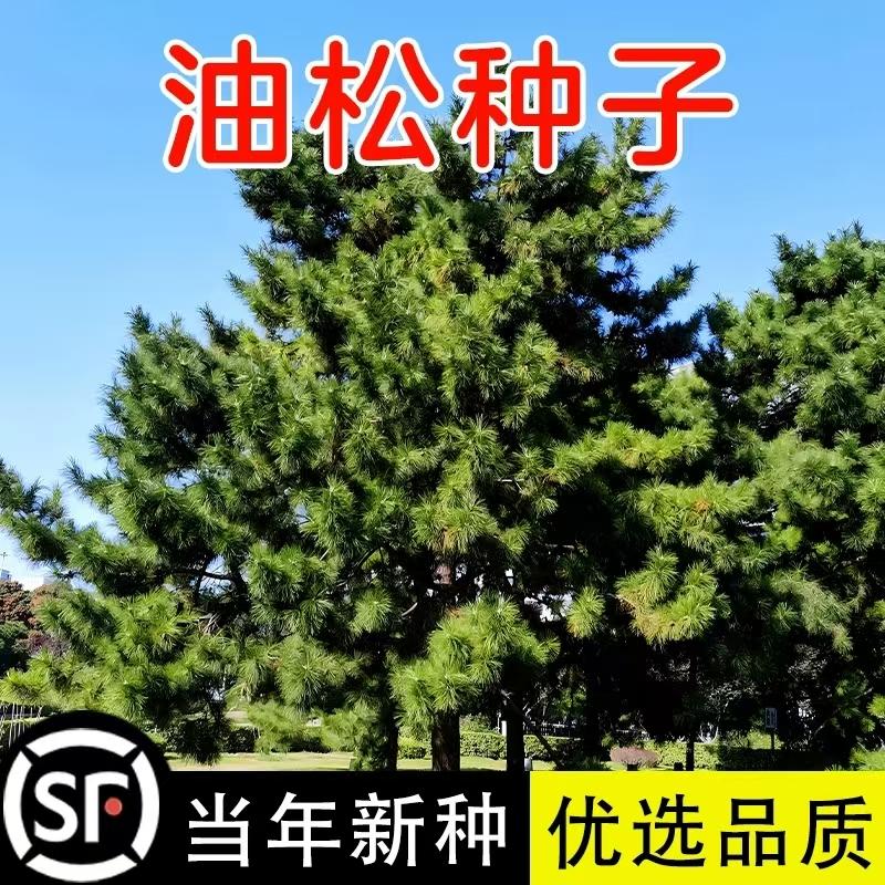 新采油松种子松树种籽短叶松马尾图片