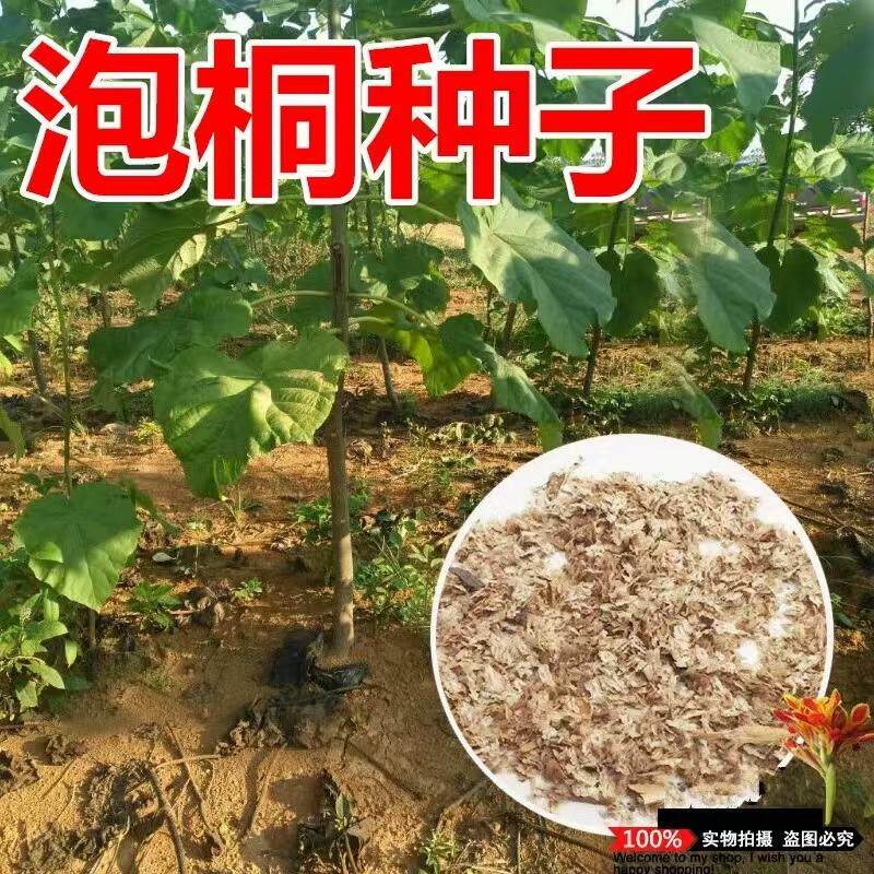 泡桐种子白花泡桐种子四季种桐木水桐树紫花树毛优质庭院护坡花卉
