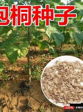泡桐种子白花泡桐种子四季种桐木
