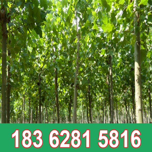 苗木种子 林木种子 法国梧桐树种子 海桐种子 青桐种子 珙桐种子