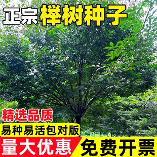 榉树种子红榉树花卉小叶榉树林木种子庭院绿化护坡植物大果榉种子