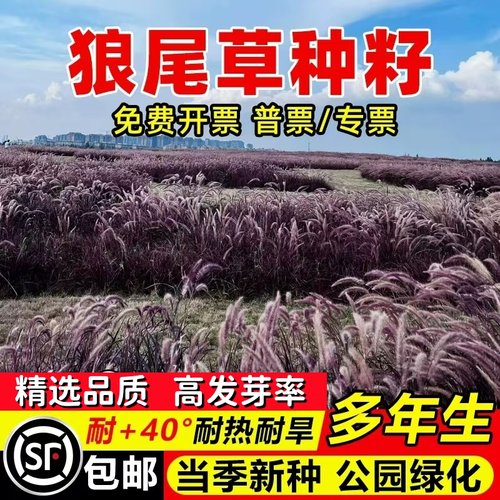 观赏狼尾草种子狗尾草种子稗草