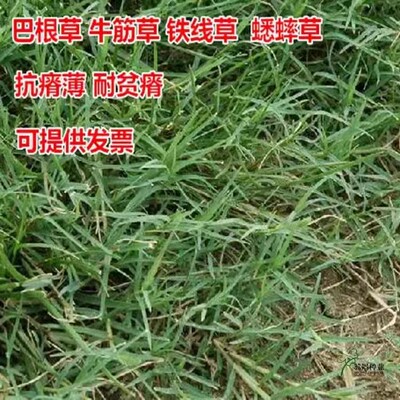 牧草种子 牛筋草 野草 中草药种子 老驴拽护坡绿化混合草籽 杂草