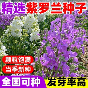 紫罗兰花种子四季播种耐寒易种阳台庭院花卉绿化花籽格桑花花种籽