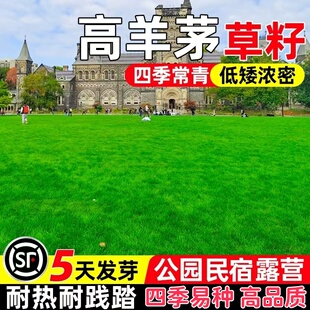 高羊茅草籽耐寒草坪种子四季青护坡绿化黑麦草早熟禾耐践踏庭院
