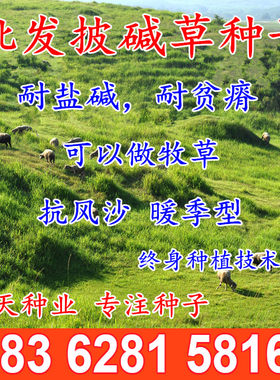 披碱草草坪种子牧草种子牧草