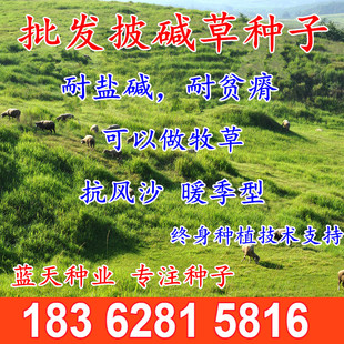 优质披碱草种子 牧草种子 草坪种子 可以做牧草等