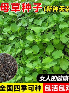 益母草种子籽子盆栽可食用中药材中草药种植秧苗四季蔬菜种子孑