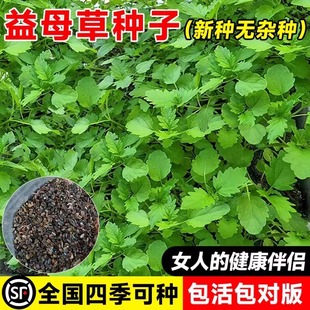益母草种子籽子盆栽可食用中药材中草药种植秧苗四季蔬菜种子孑