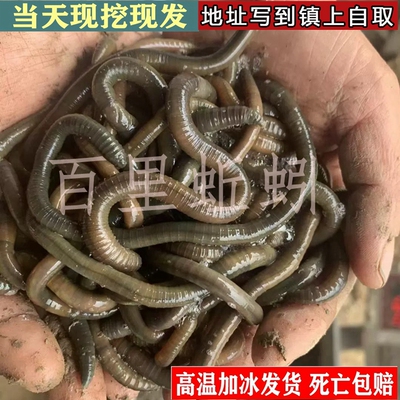 包活到家鲜活青蚯蚓钓黄鳝黑蚯蚓