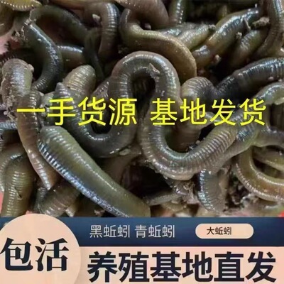包活到家鲜活青蚯蚓钓黄鳝黑蚯蚓