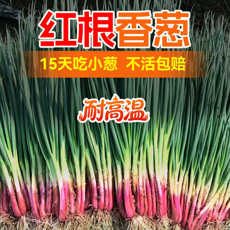 红根小香葱种子红葱头小香葱籽葱种籽春季四季秋冬盆栽蔬菜苗菜籽