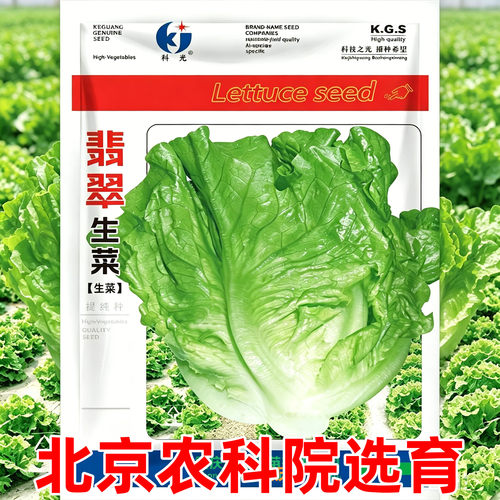 翡翠生菜种子水培四季农家小院