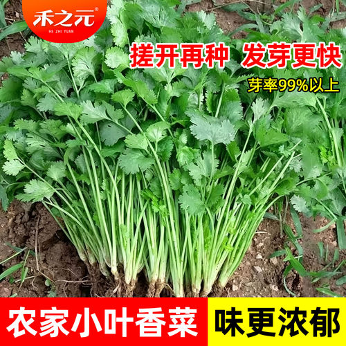 蟋蟀四季香菜种子蔬菜菜籽老品种