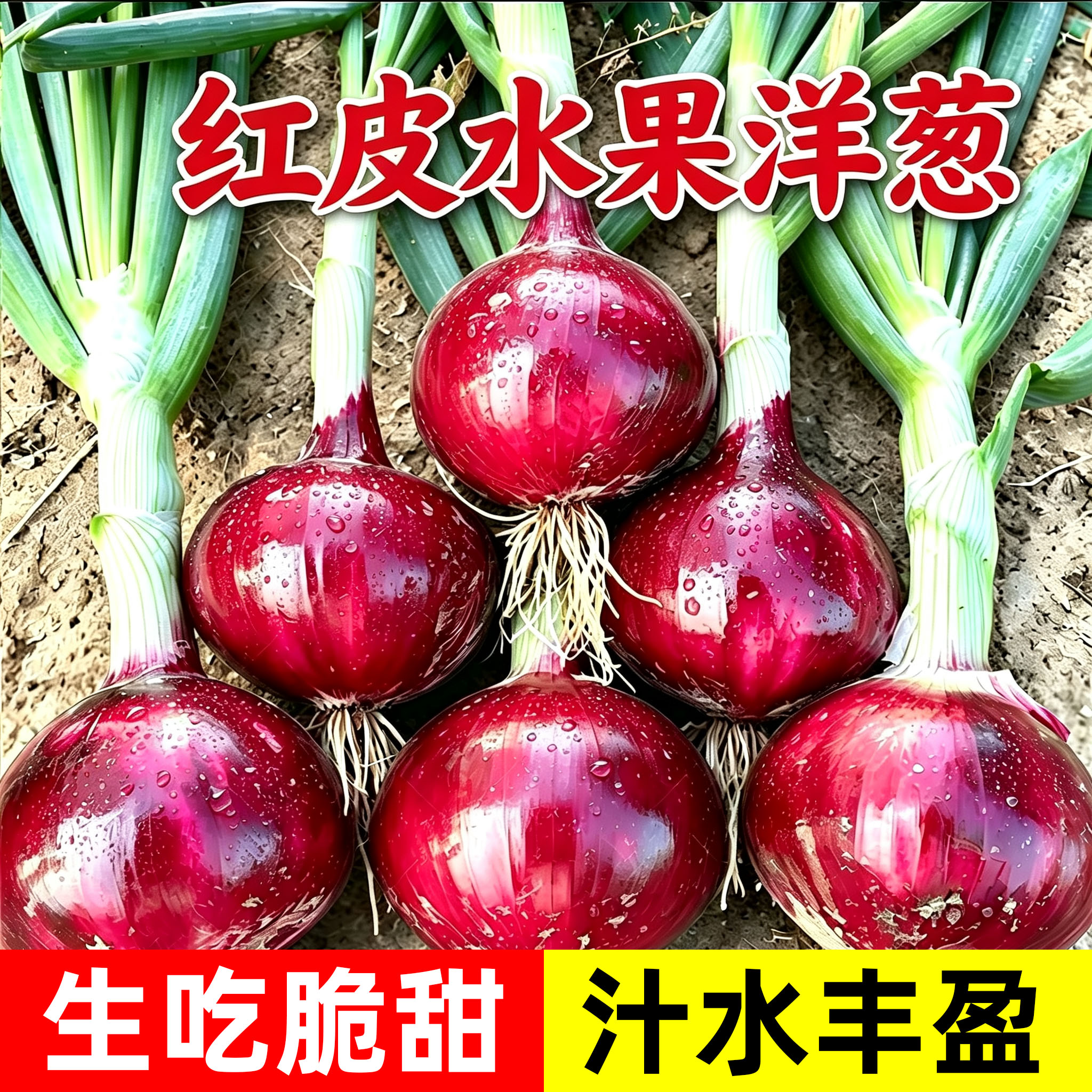 红皮洋葱种子老品种高产紫皮圆葱种籽秋冬季蔬菜葱籽四季蔬菜水果