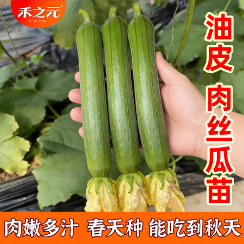 肉丝瓜种子农家春夏四季