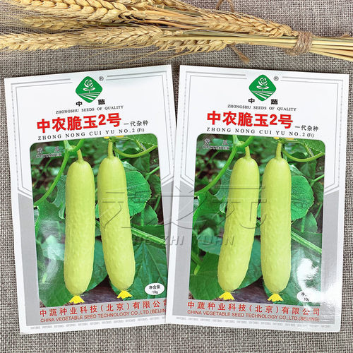 中农2号水果黄瓜四季蔬菜种子