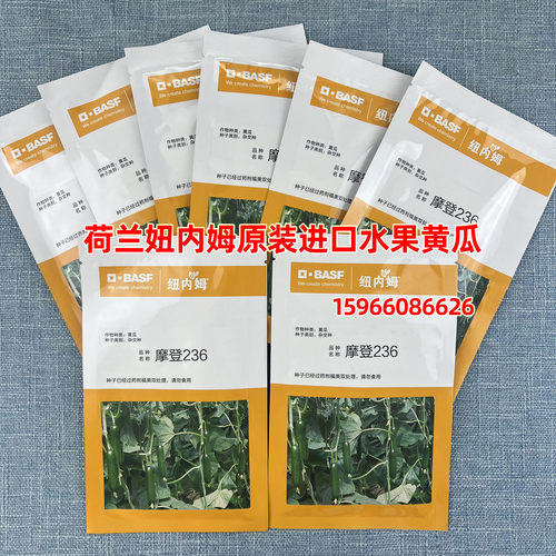 荷兰原装进口摩登236水果黄瓜种