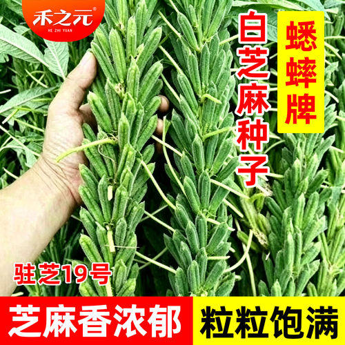 白芝麻杂粮春夏四季禾之元种子