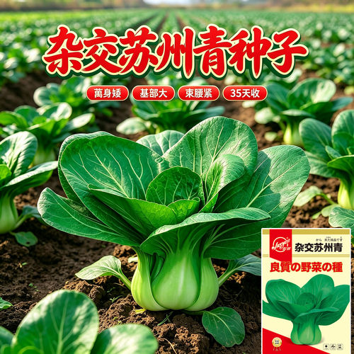 杂交苏州青油菜种子生长快