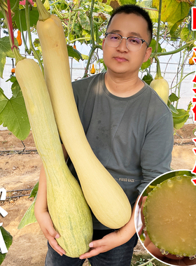 巨型神奇砍瓜种子盆栽种籽特大春播爬藤四季春季秋季庭院蔬菜种孑