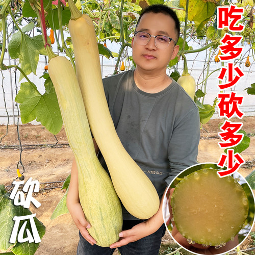 蔬菜巨型神奇砍瓜春播四季种子