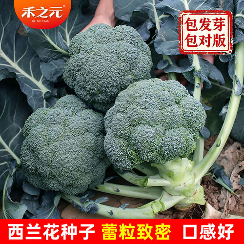 椰菜优秀高产利奥耐寒西兰花种子