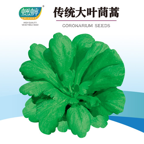 传统大叶茼蒿菜种籽蔬菜种子