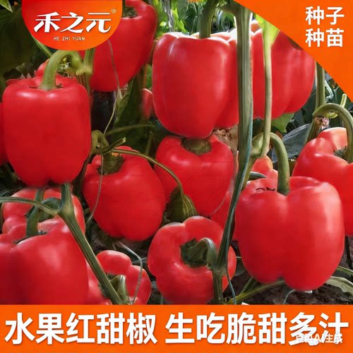 蔬菜法国进口春季种孑红圆椒