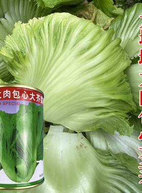 大坪埔大肉包心大芥菜种子水东芥菜卷心大芥菜种籽秋冬季蔬菜种孑
