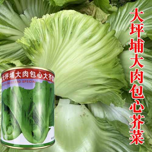 大坪埔大肉包心大芥菜种子