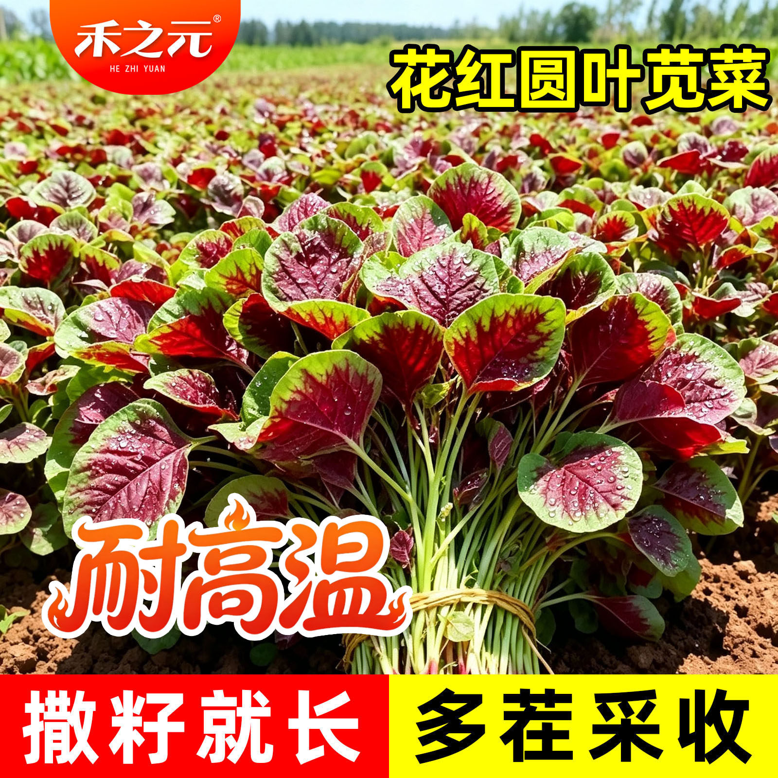 红苋菜种子大全种籽四季野菜春夏季汉菜籽耐热紫苋菜阳台盆栽农家