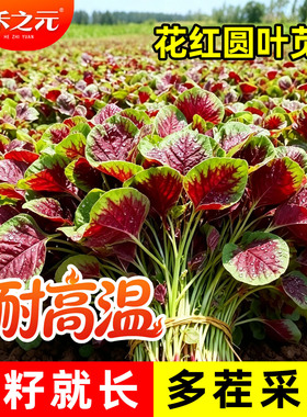 红苋菜种子大全种籽四季野菜春夏季汉菜籽耐热紫苋菜阳台盆栽农家