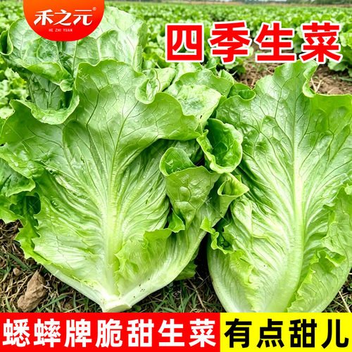 意大利耐抽苔耐高温生菜种子
