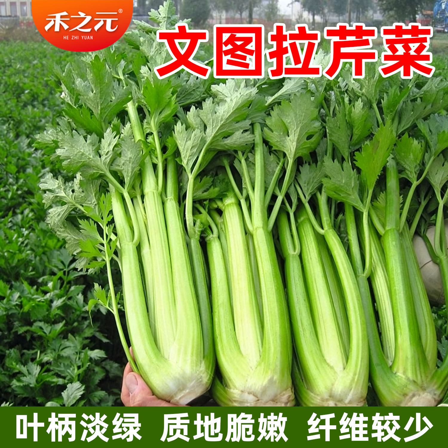 文图拉西芹冬季浅绿色蔬菜种子