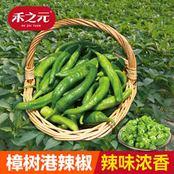 蟋蟀牌樟树港辣椒苗秧苗种子尖椒种籽春秋羊角种籽禾之元蔬菜种孑