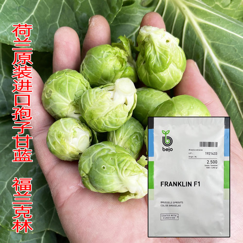 荷兰bejo福兰克林孢子甘蓝种子