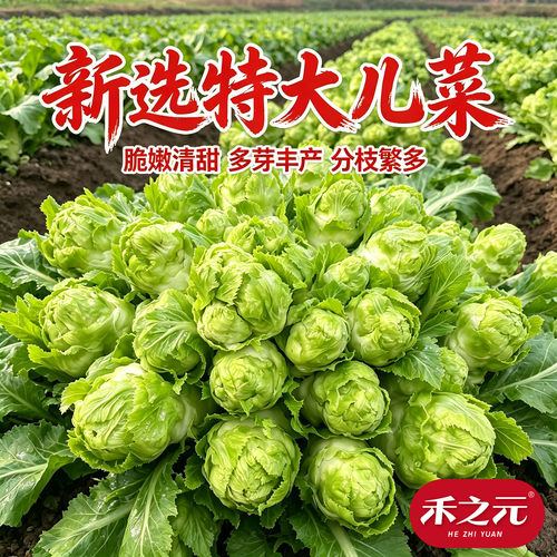 蔬菜重庆南方秋季种子