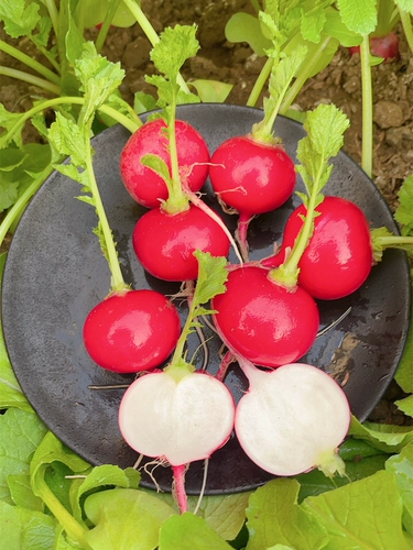 Семена вишнево -железа Daquan Fruit Spring и осенняя вишневая радиопереда