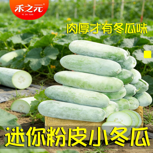粉皮冬瓜种子口感嫩滑