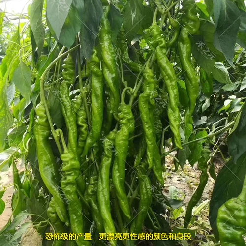 Винтовые саженцы перца, скалистый перец, перец перц